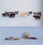 북극곰 VS 시베리아 개 10마리 | 보배드림 유머게시판