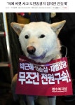 진돗개도 시위 따라왔네요 | 보배드림 유머게시판