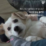 김국진이 덕구를 돌보는 이유 | 보배드림 유머게시판