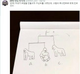 고릴라 토너먼트 | 보배드림 유머게시판