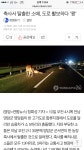 축사 탈출한 가축과 사고나면 과실이 어떻게될까요? | 보배드림 교통사고/사건/블박