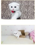 역대급 미묘 ㄷ ㄷ | 보배드림 자유게시판