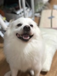 여러분의 심장을 댕댕이로 어택해보죠 | 보배드림 자유게시판