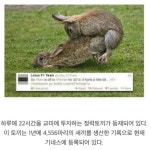토끼니까 가능하다 | 보배드림 자유게시판