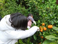 귤 땄음요 | 보배드림 자유게시판