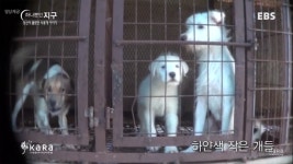 정말로 살려주지못해서 미안해 | 보배드림 자유게시판