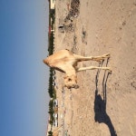 길거리 낙타 출현 인증샷 | 보배드림 인증갤러리