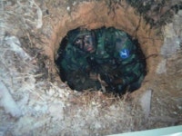 常勝白馬 !! 9사단 모이십시요~! ㅎㅎ | 보배드림 군사/무기