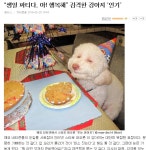 이 개(犬)는 사람인가??? | 보배드림 자유게시판