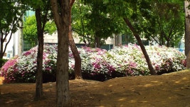 지난 주말 연수관내 유명공원서 햐 기가 막히네여 | 보배드림 자유게시판