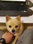 멍뭉이!! | 보배드림 자유게시판