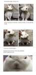 주인으로부터 밥을 지키려는 토끼 | 보배드림 유머게시판