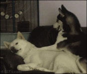 어서 일어나개! | 보배드림 유머게시판