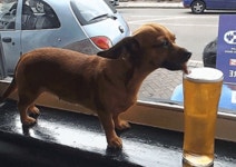 ㅃㄱㅈㅅ 횟집사건은 어찌 마무리됐나요?? | 보배드림 유머게시판