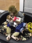 부뉴 수유하는.... | 보배드림 유머게시판