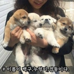 시골 멍멍이들 특징 | 보배드림 유머게시판