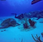 거북 | 보배드림 유머게시판