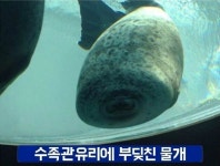 수족관 유리에 부딪친 물개 | 보배드림 유머게시판