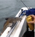 나도 한잔만,... | 보배드림 유머게시판