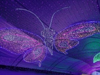 태안 빛 축제(펌) | 보배드림 유머게시판