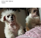 멍뭉이 미용 참사.jpg | 보배드림 유머게시판