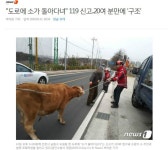 도로에 소가 돌아다녀 119 신고..20여 분만에 구조 | 보배드림 유머게시판 