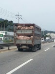 우리가 살면서 얼만큼의 돼지를 먹을까요? | 보배드림 국산차게시판