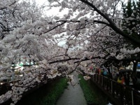 어제 진해벚꽃보러 갔었는데요 | 보배드림 국산차게시판