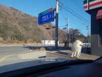 개가 참 | 보배드림 국산차게시판