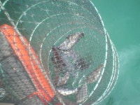 모지리들.. | 보배드림 시사이슈