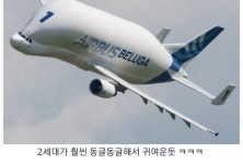 항공계의 귀요미 | 보배드림 항공/해운/철도