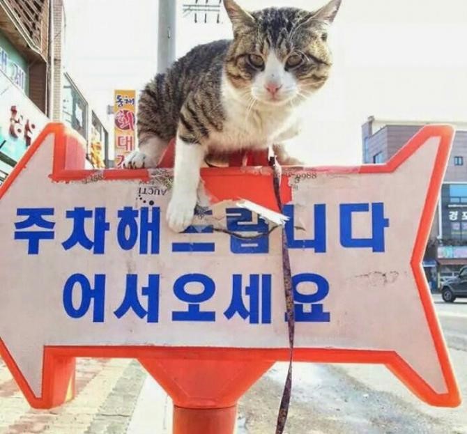 무면허 대리운전기사가 금팔찌와 현금을 훔친 채 징역 10개월 선고받아