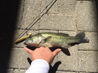 자전거를 타려고 합니다. 조언부탁드려요. | 보배드림 유머게시판