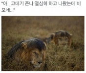 고데기 ㅈㄴ 열심히 하고 왔는데 비오네 | 보배드림 유머게시판