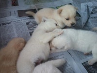 태어난지 28일된 댕댕이들 | 보배드림 유머게시판