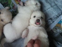 태어난지 28일된 댕댕이들 | 보배드림 유머게시판