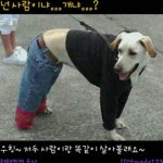 내가 누구 개~ | 보배드림 유머게시판