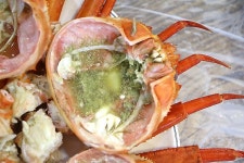 속초홍게. | 보배드림 유머게시판