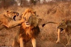 부부란 | 보배드림 유머게시판