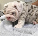 불독 키우시는분 있으신가요?? | 보배드림 유머게시판