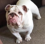 불독 키우시는분 있으신가요?? | 보배드림 유머게시판