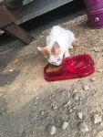 공장에들어온  길량이 | 보배드림 유머게시판