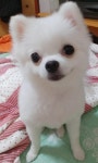 우리집 멍멍이 에요~~ | 보배드림 유머게시판