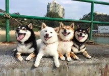 시바  기분 개좋아^^ | 보배드림 유머게시판