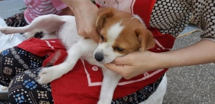 처가집 멍뭉이 치료해주고 왔습니다 | 보배드림 유머게시판