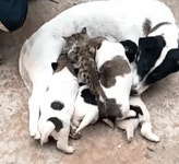 cctv) 현장에서 도둑질 하는데 아무도 뭐라 안 함 | 보배드림 유머게시판