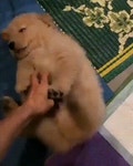간지럼타는 멍멍이 | 보배드림 유머게시판