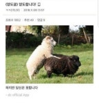 양도합니다! | 보배드림 유머게시판