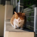 저도 길냥이 기르고 있습니다ㅋㅋ2 | 보배드림 유머게시판