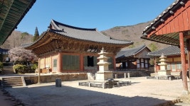 꽃이 덜핀 선암사 다녀옴 | 보배드림 유머게시판